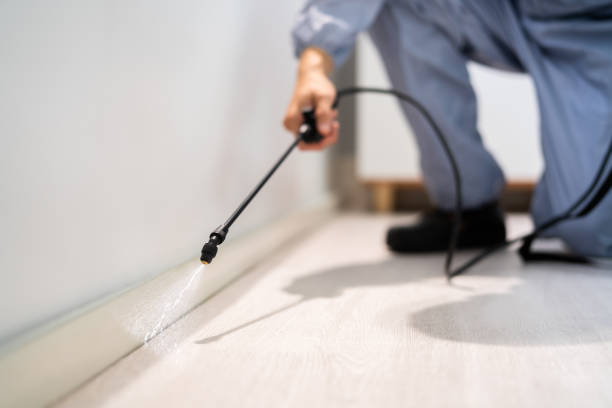 Licensed Wasp Removal service in Goodwater, AL - Show Me Pest Control